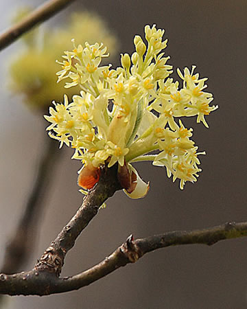 the flower up close
